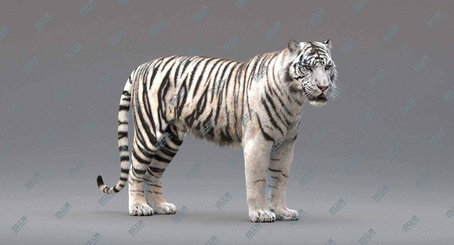 images/goods_img/202104094/3D White Tiger Animated (Fur)/4.jpg